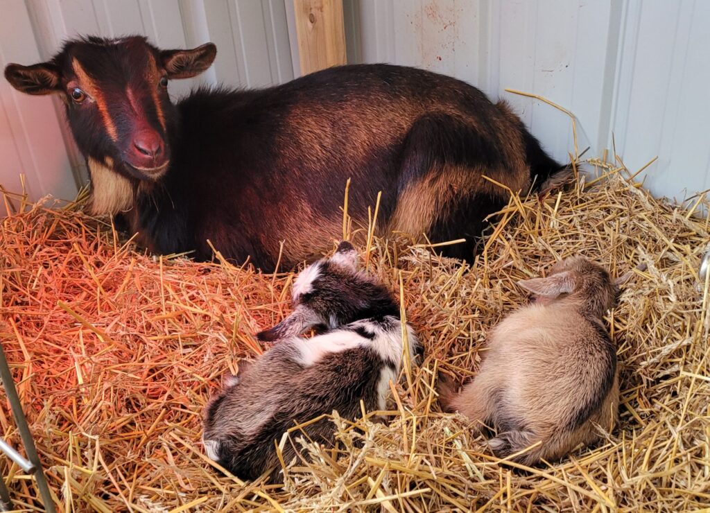 20210224_082140 Proud DIVA Mama